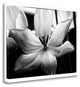 "Translucent Tulips IV" By Debra Van Swearingen, Giclee on Gallery Wrap Canvas