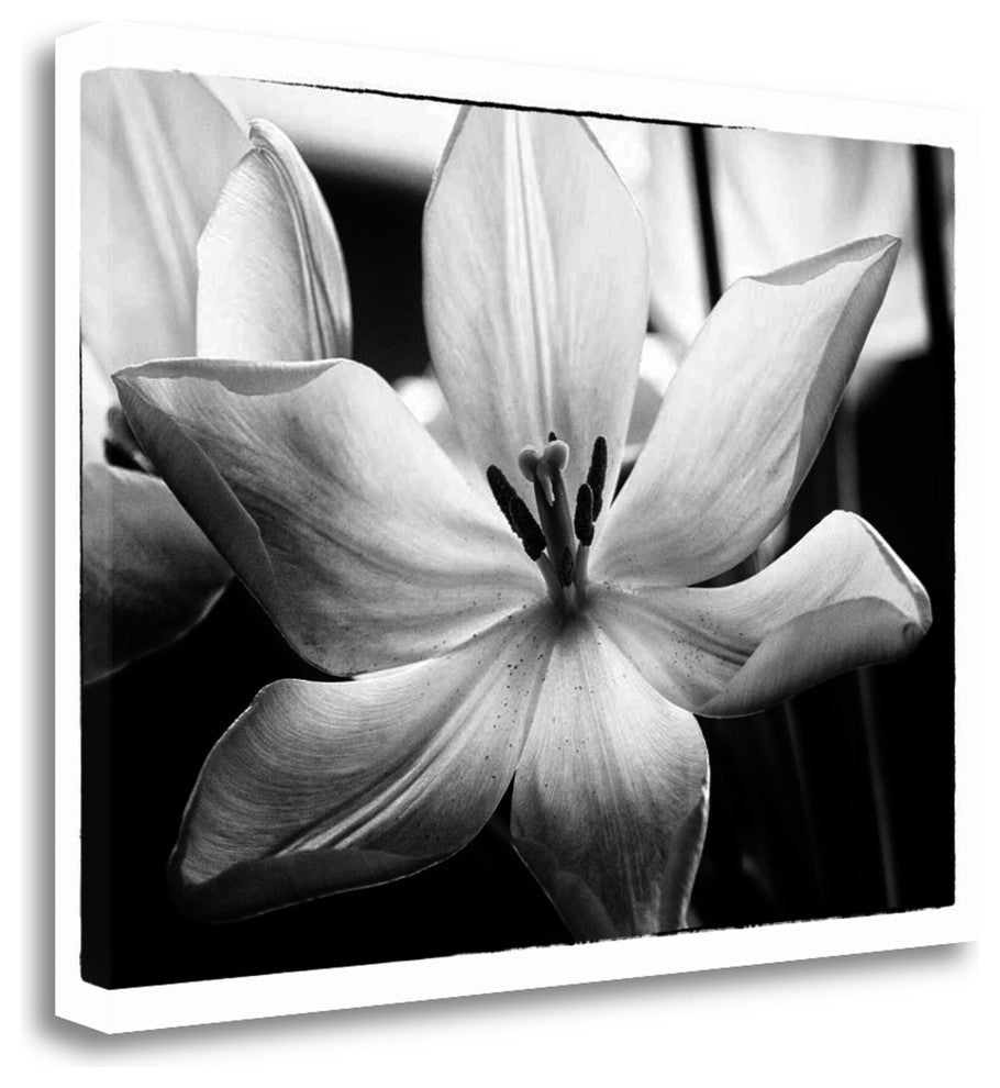 "Translucent Tulips IV" By Debra Van Swearingen, Giclee on Gallery Wrap Canvas