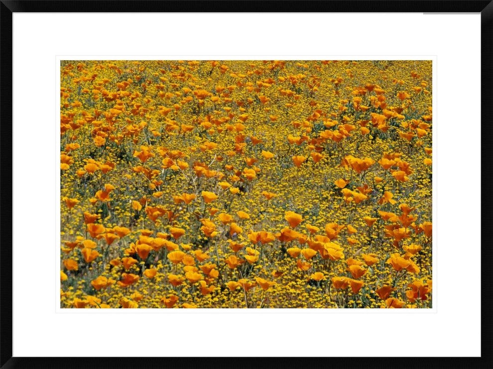 "California Poppies and Golden Yarrow California"  by Tim Fitzharris, 32x24"