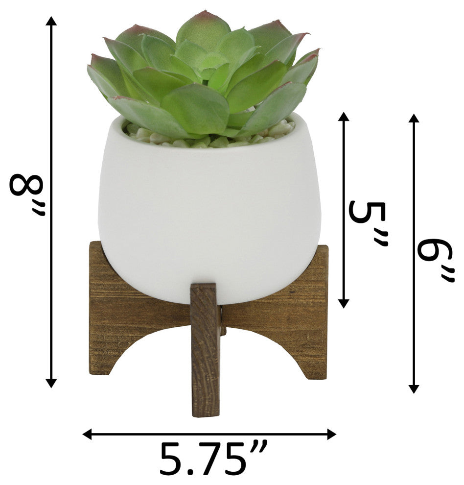 Succulent In 4.5" Matte White Ceramic Planter On Wood Stand