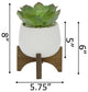 Succulent In 4.5" Matte White Ceramic Planter On Wood Stand