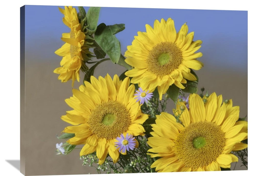 "Common Sunflower And Asters, North America" Artwork