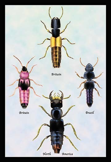 Beetles from Britain, Brazil, and North America #1- Canvas Poster 20" x 30"