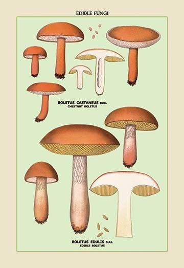 Edible Fungi: Boletus Castaneus and Edulis- Gallery Wrapped Canvas Art 28" x 42"