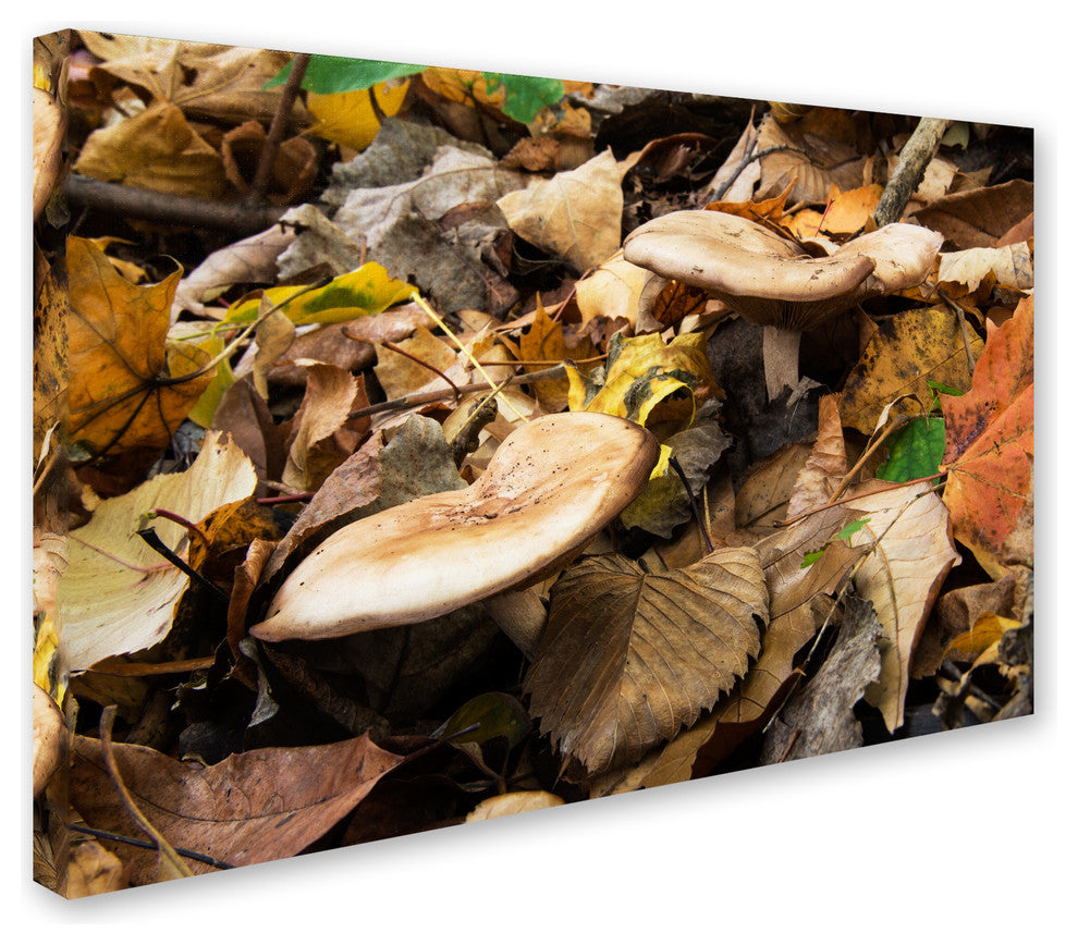 ''Mushrooms in the Leaves'' Canvas Art by Kurt Shaffer