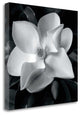 "Magnolia" By Debra Van Swearingen, Giclee Print on Gallery Wrap Canvas