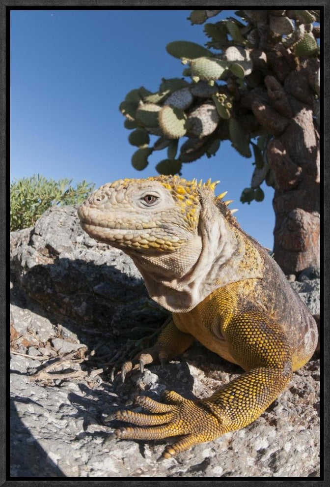 Galapagos Land Iguana Basking, Galapagos Islands, Ecuador, 12"x18"