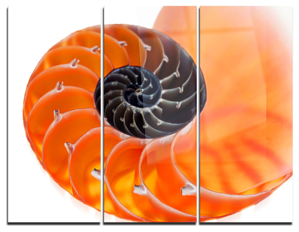 "Orange Nautilus Shell" Metal Wall Art, 3 Panels, 36"x28"