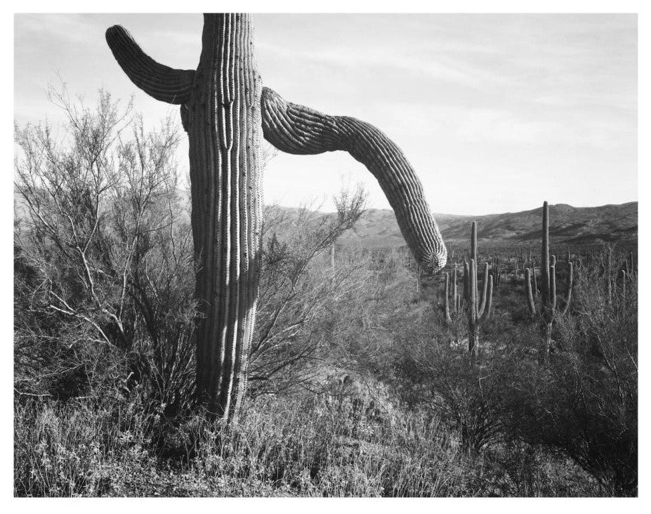 "Cactus, Saguaro National Monument, 1941-1942" Paper Art, 18"x14"