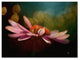 Lois Bryan ''The Secret World of Coneflowers'' Canvas Art, 19"x14"