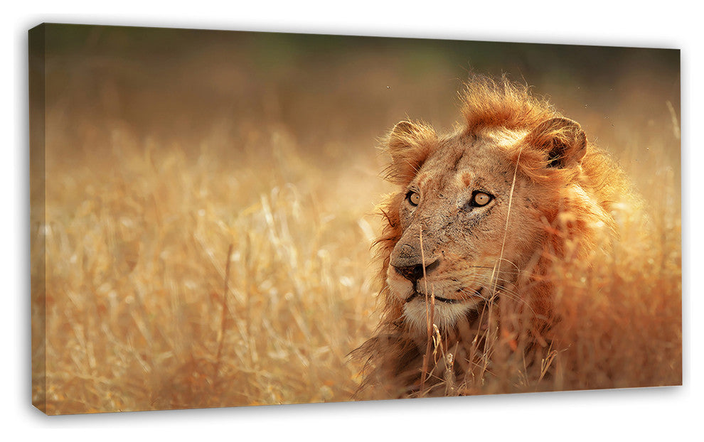 Relaxing Lion in Grassland, African Canvas Art Print, 32"x16"