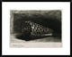 "The Shell (Conus Marmoreus)" Framed Print by Rembrandt Van Rijn, 30"x24"