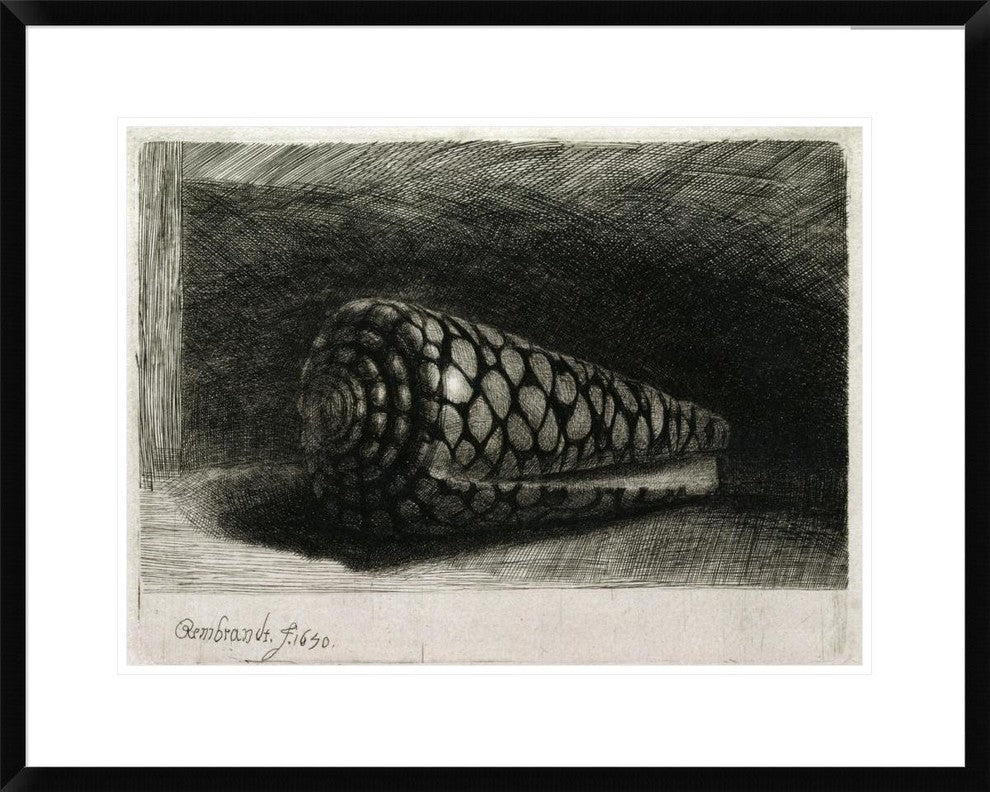 "The Shell (Conus Marmoreus)" Framed Print by Rembrandt Van Rijn, 30"x24"