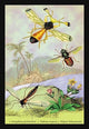 Insects: Ctenophora Pectinicornis, Tabanus Tropicus, Et Al.