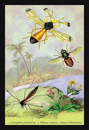 Insects: Ctenophora Pectinicornis, Tabanus Tropicus, Et Al.