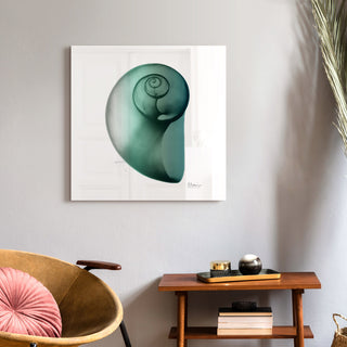 "Shimmering Snail Ii" Wall Art on Frameless Free Floating Tempered Glass Panel