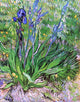 Vincent Van Gogh The Iris, 21"x28" Wall Decal Print