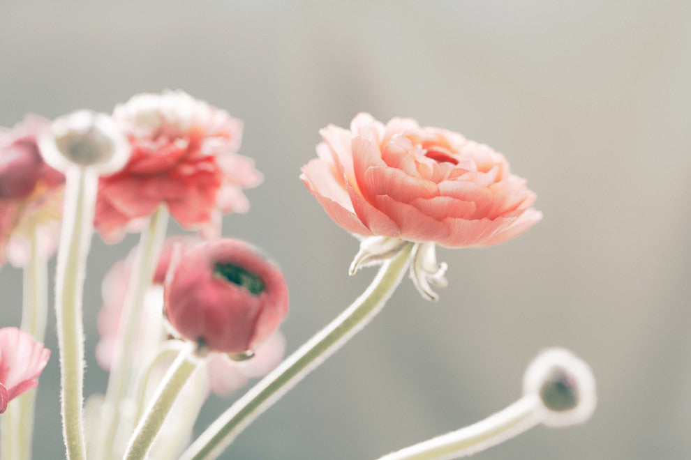 Marmont Hill, "Shades of Blush" by Morgan Hartley Print on Wrapped Canvas, 24x16