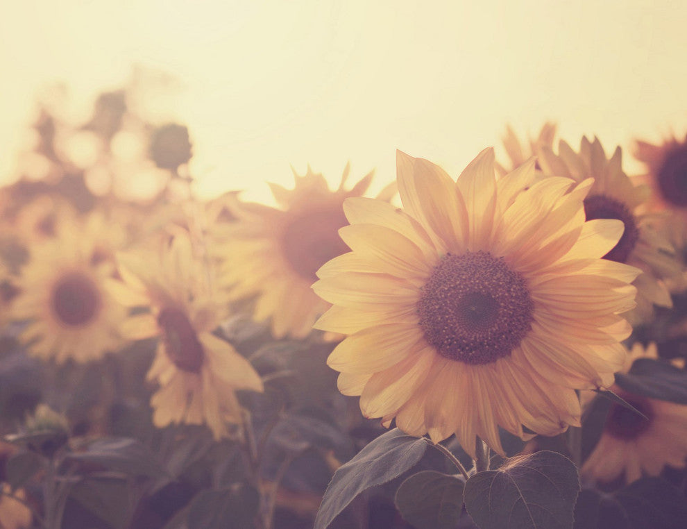 Marmont Hill, "Sunflower September" Painting Print on Wrapped Canvas, 31x24
