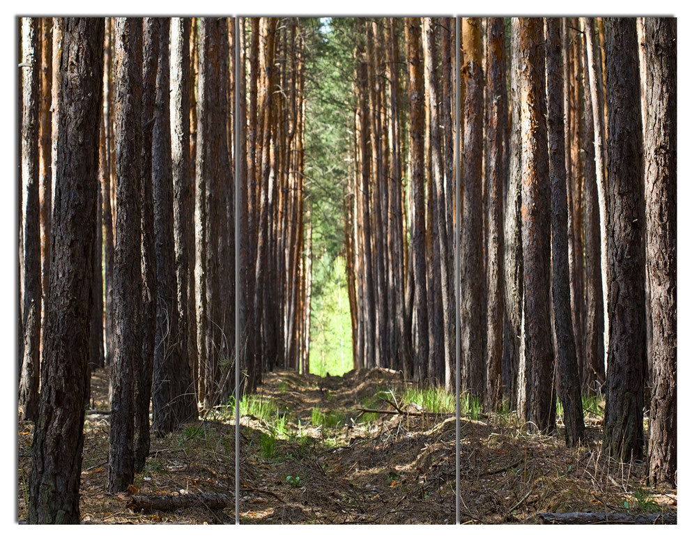 Even Rows of Pine Tree Forest, Modern Forest Canvas Art, 36x28, 3 Panels