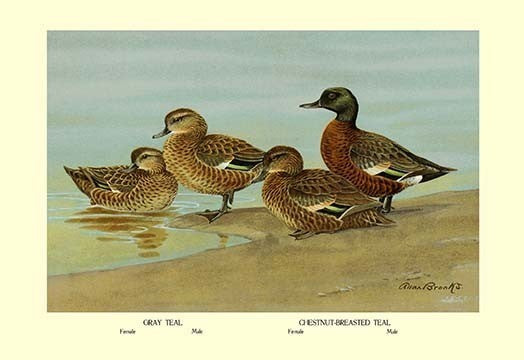 Gray Teal and Chestnut-Breasted Teal- Gallery Wrapped Canvas Art 28" x 42"