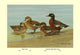 Gray Teal and Chestnut-Breasted Teal- Gallery Wrapped Canvas Art 28" x 42"