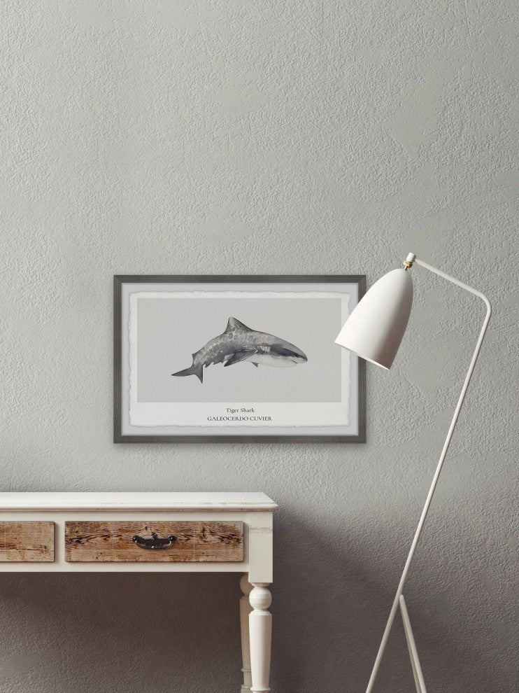 "Galeocerdo Cuvier" Framed Painting Print, 30x20
