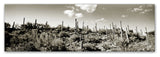 'Desert' Canvas Art by Preston