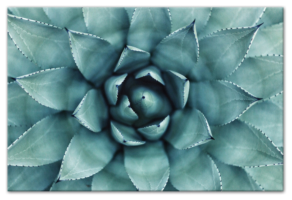 "Agave 3" Canvas Wall Art, 30"x20"