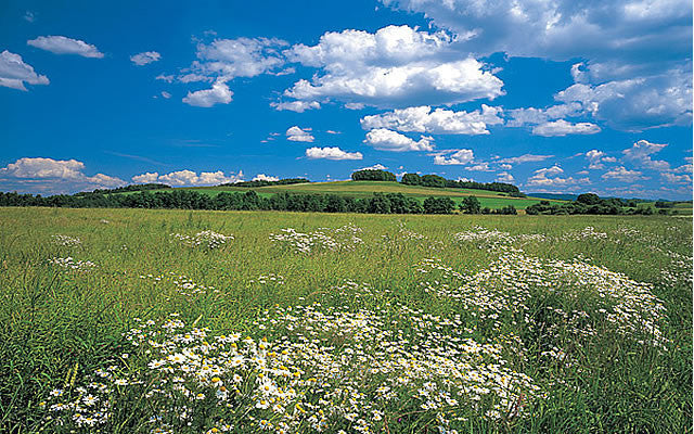 Meadow Mural 8-254