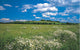 Meadow Mural 8-254