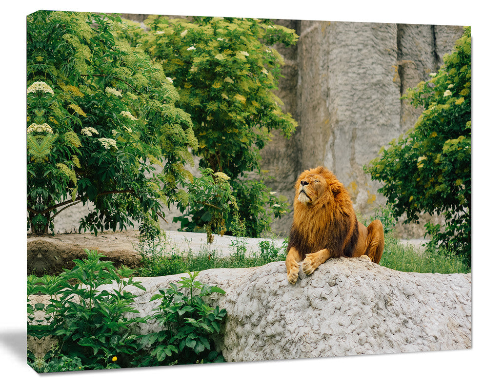 Big Lion Lying On Stones in Zoo, Landscape Canvas Art Print, 40"x30"