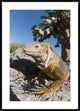Galapagos Land Iguana Basking, Galapagos Islands, Ecuador, 30"x42"