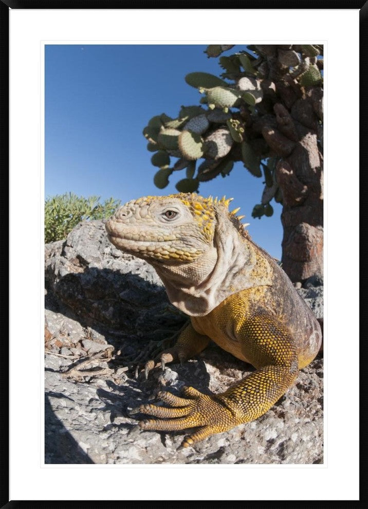 Galapagos Land Iguana Basking, Galapagos Islands, Ecuador, 30"x42"
