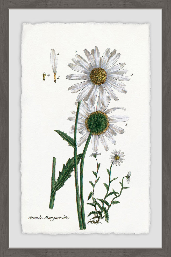 "White Daisy III" Framed Painting Print, 16"x24"