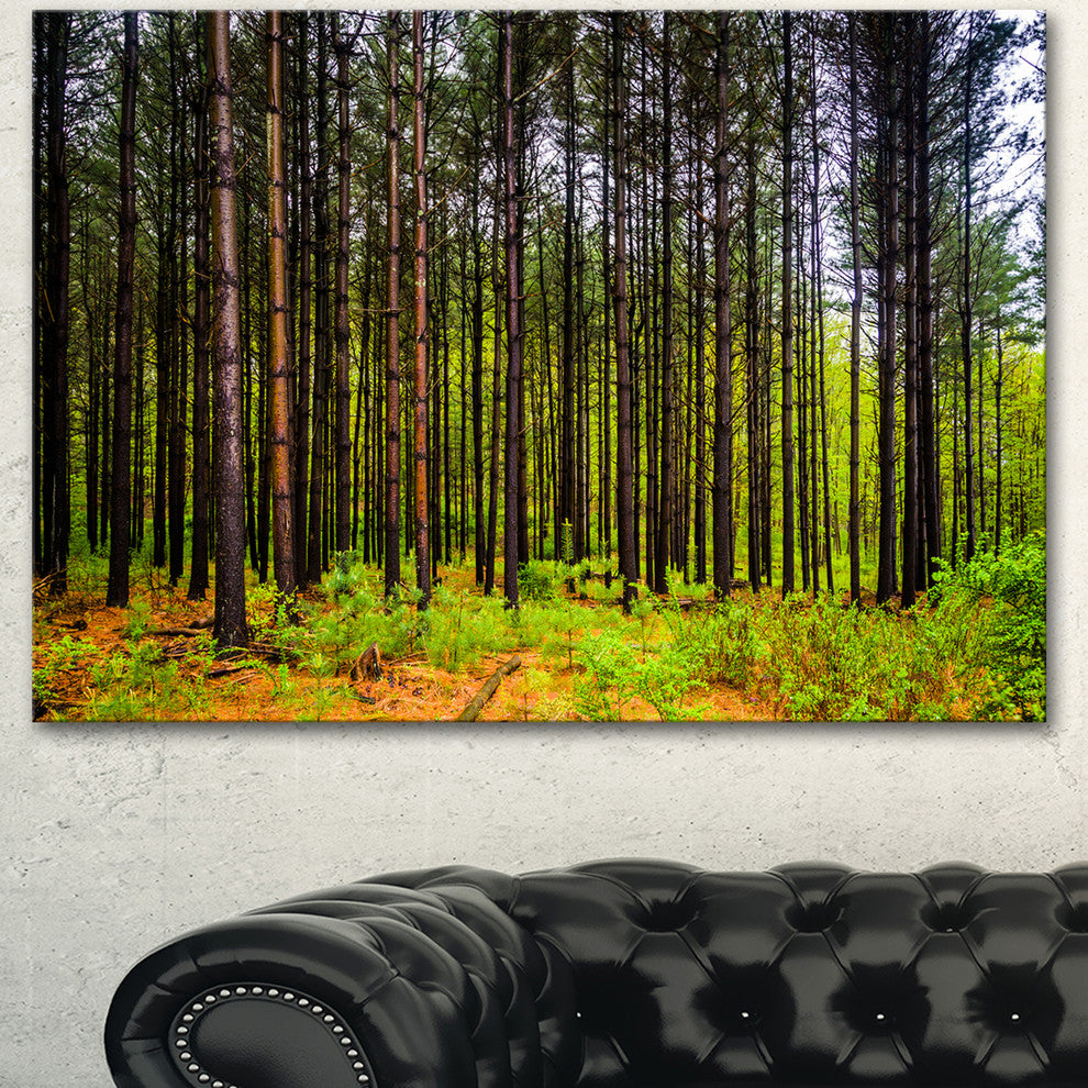 Pine Trees in Michaux Forest, Modern Forest Canvas Art, 40"x30"