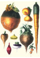 Tubers II- Canvas Poster 20" x 30"