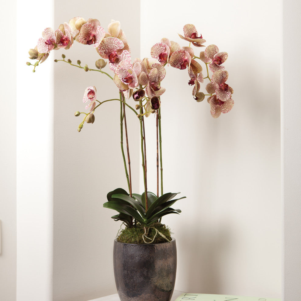 Phalaenopsis 32" Drop-In Burgundy