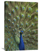 "Indian Peafowl Male With Tail Fanned Out In Courtship Display" Artwork