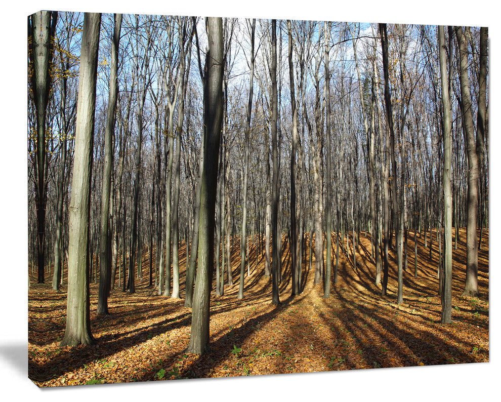 Shade from Sun in Autumn Forest, Modern Forest Canvas Art, 60"x28"