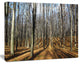 Shade from Sun in Autumn Forest, Modern Forest Canvas Art, 60"x28"