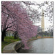 CATeyes ''Washington Blossoms'' Canvas Art, 14x14