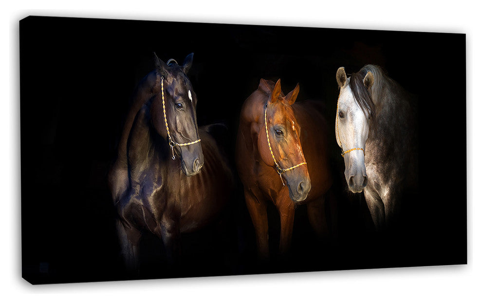 Three Horses with Golden Bridle, Animal Canvas Art Print, 32"x16"
