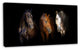 Three Horses with Golden Bridle, Animal Canvas Art Print, 32"x16"