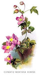 Clematis Montana Rubens- Canvas Poster 20" x 30"