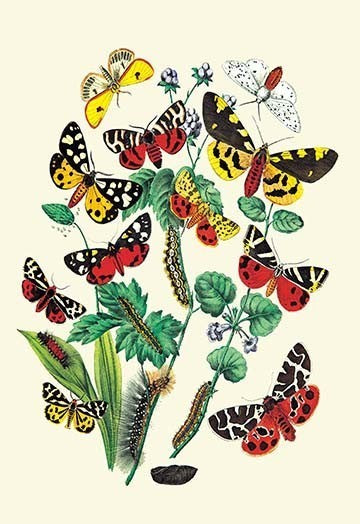 Moths: N. Plantaginis, A. Purpurea, Et Al.- Fine Art Giclee Print 24" x 36"