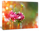 Pink Flowers on Blurred Background, Large Flower Canvas Wall Art, 20"x12"