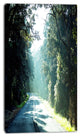 Road in the Jungle At Sunset, Landscape Canvas Art Print, 16"x32"