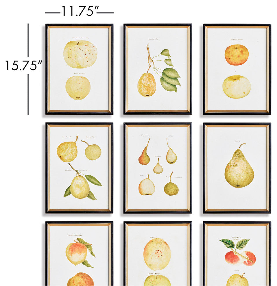 Assorted Fruits Study Gallery Art, Set of 9