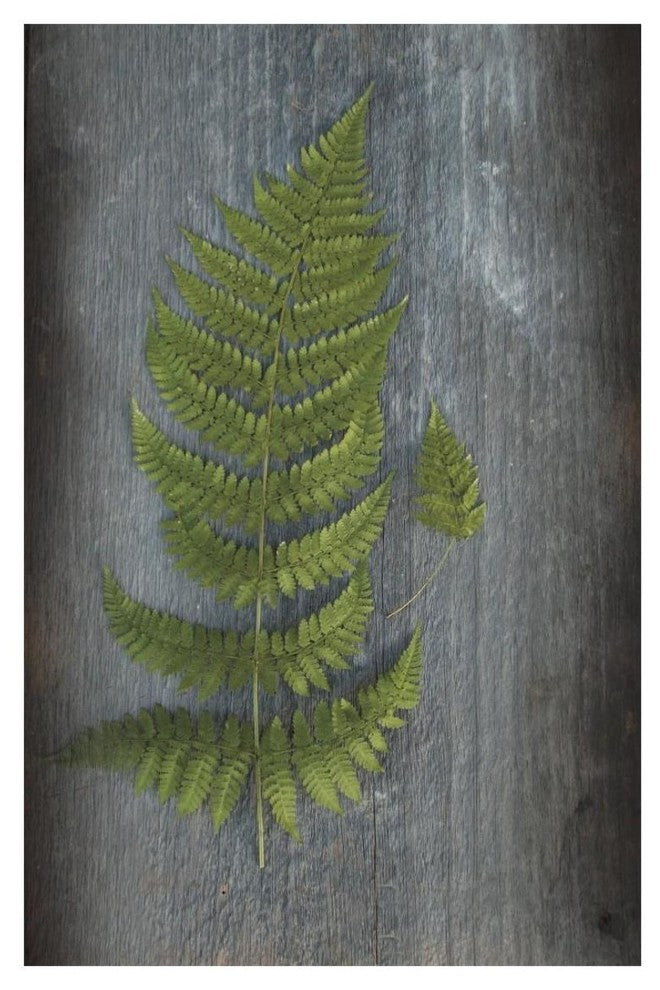"Woodland Fern V" Digital Paper Print by Sue Schlabach, 18"x26"